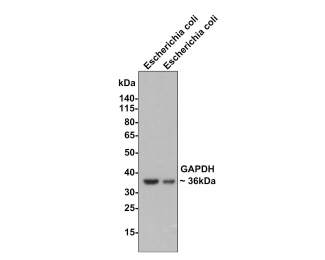 GAPDH Antibody in Immunocytochemistry (ICC/IF)