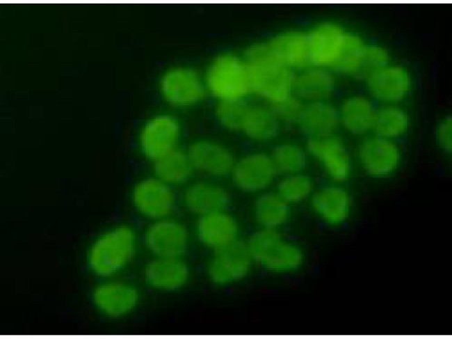 Histone H3 Antibody in Immunocytochemistry (ICC/IF)