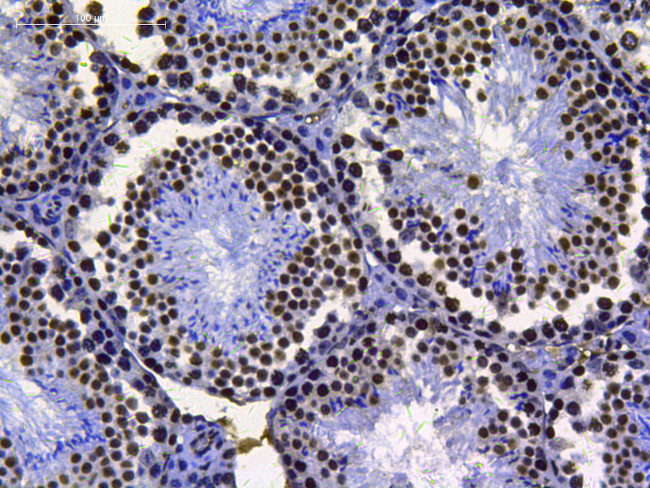 Histone H3 Antibody in Immunohistochemistry (Paraffin) (IHC (P))