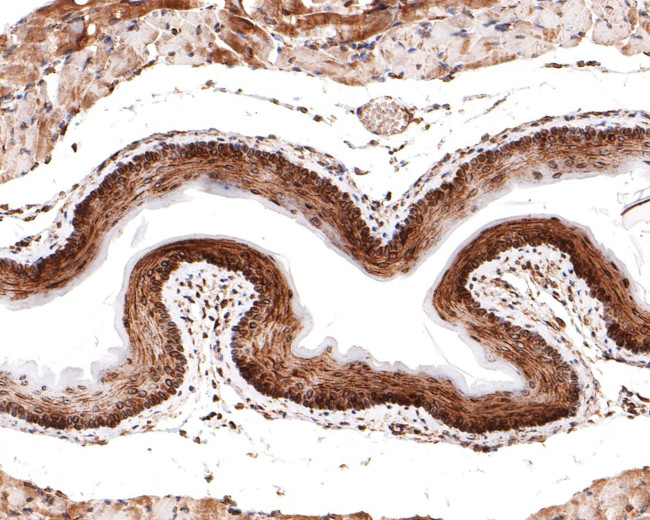 TMEM43 Antibody in Immunohistochemistry (Paraffin) (IHC (P))