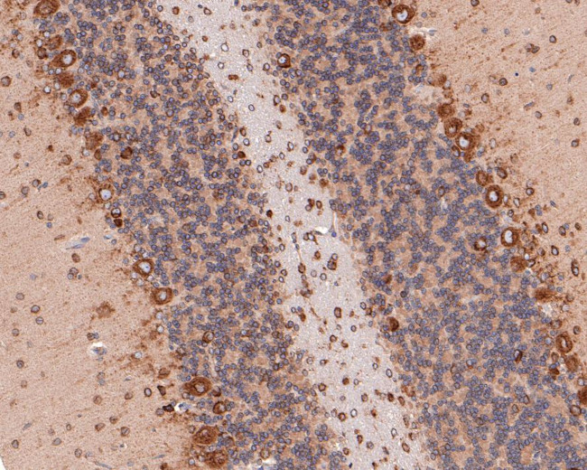 EMC4 Antibody in Immunohistochemistry (Paraffin) (IHC (P))