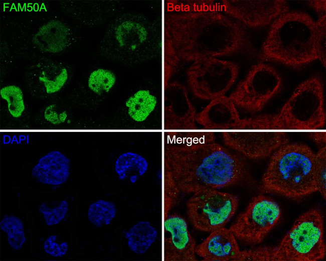 FAM50A Antibody in Immunocytochemistry (ICC/IF)