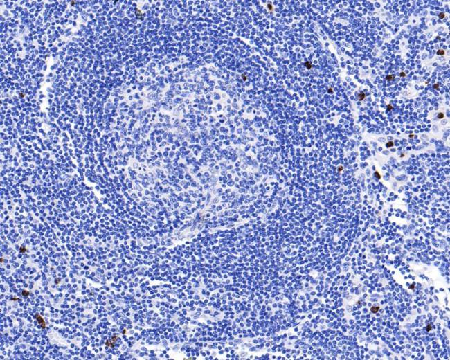 IL-23 p19 Antibody in Immunohistochemistry (Paraffin) (IHC (P))