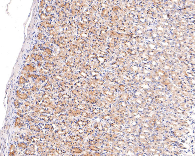 ARFRP1 Antibody in Immunohistochemistry (Paraffin) (IHC (P))