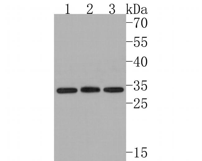 CYB5R3 Antibody in Western Blot (WB)