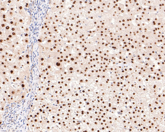 HNF4A Antibody in Immunohistochemistry (Paraffin) (IHC (P))