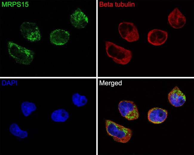 MRPS15 Antibody in Immunocytochemistry (ICC/IF)