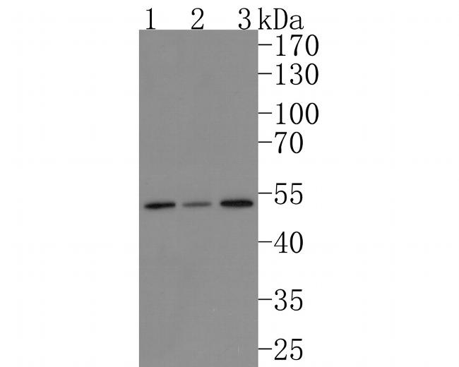 STAMBP Antibody in Western Blot (WB)