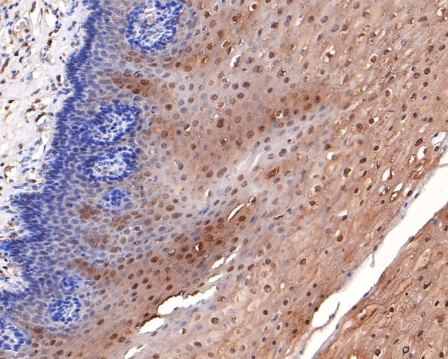 Cystatin B Antibody in Immunohistochemistry (Paraffin) (IHC (P))