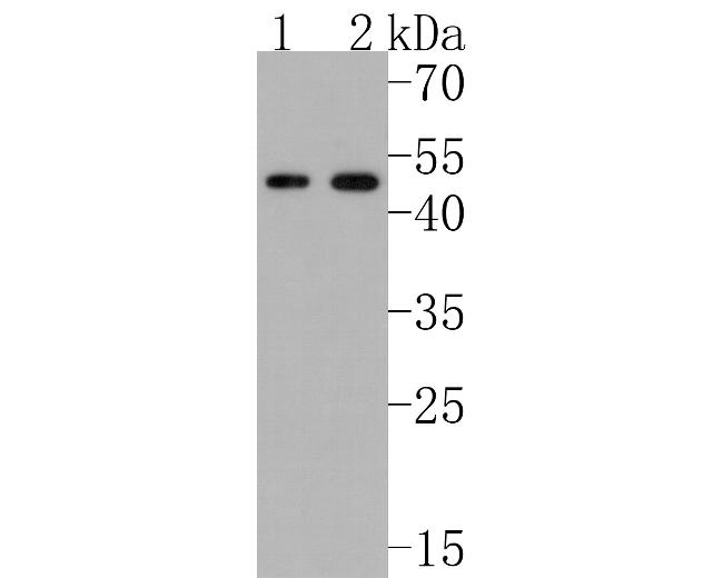 NKp44 Antibody in Western Blot (WB)