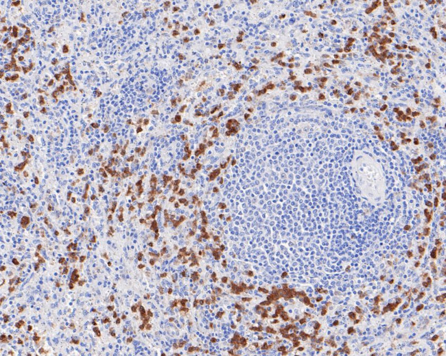 NCF4 Antibody in Immunohistochemistry (Paraffin) (IHC (P))