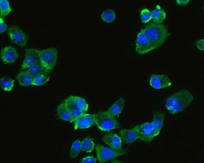 HLA-DMB Antibody in Immunocytochemistry (ICC/IF)
