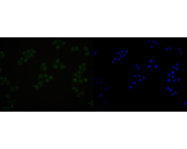 BRMS1 Antibody in Immunocytochemistry (ICC/IF)