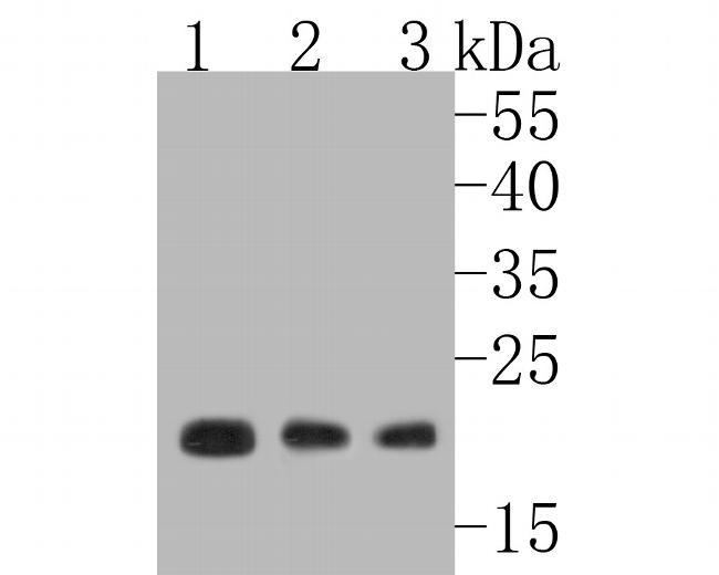 NCS1 Antibody in Western Blot (WB)