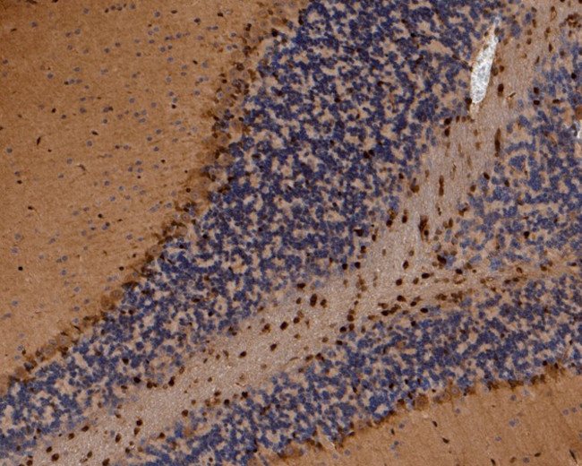 SBDS Antibody in Immunohistochemistry (Paraffin) (IHC (P))