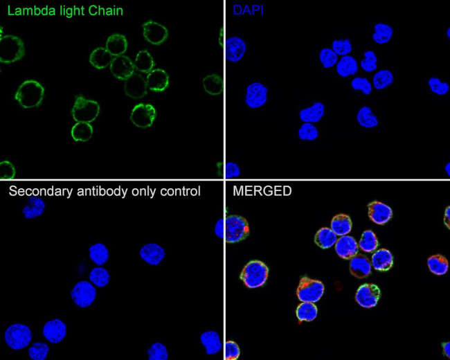 Lambda light chain Antibody in Immunocytochemistry (ICC/IF)