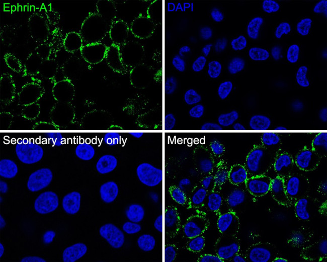Ephrin A1 Antibody in Immunocytochemistry (ICC/IF)