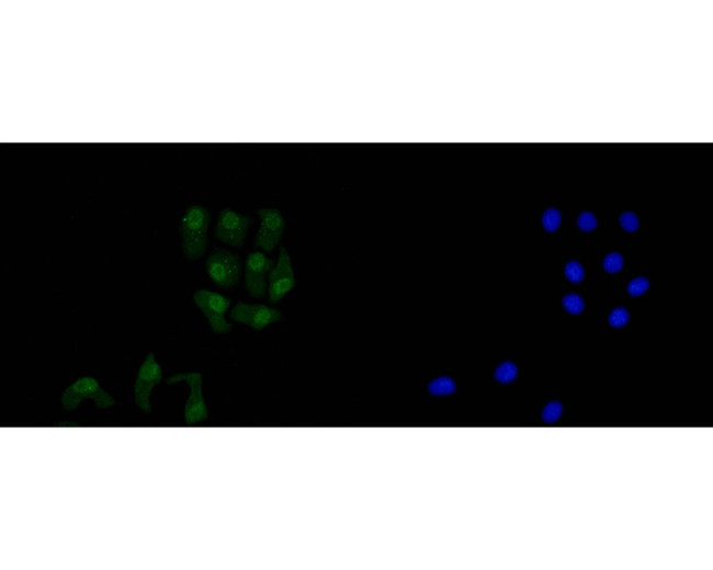 AMPK alpha-2 Antibody in Immunocytochemistry (ICC/IF)