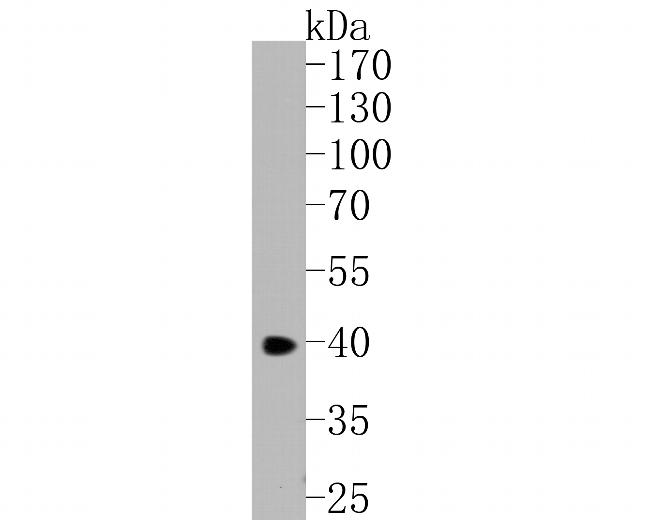 CHI3L1 Antibody in Western Blot (WB)