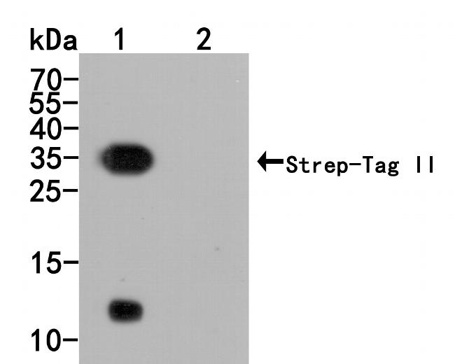 Strep Tag II Antibody in Western Blot (WB)