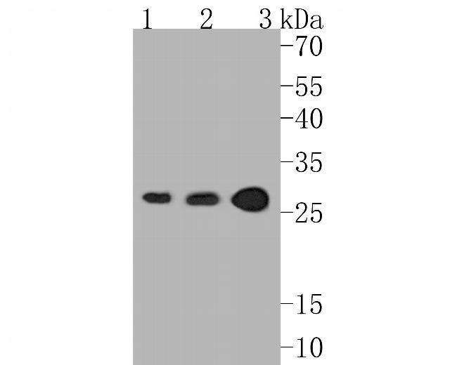 UCHL3 Antibody in Western Blot (WB)
