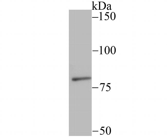 SMURF2 Antibody in Western Blot (WB)