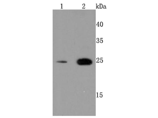PRDX6 Antibody in Western Blot (WB)