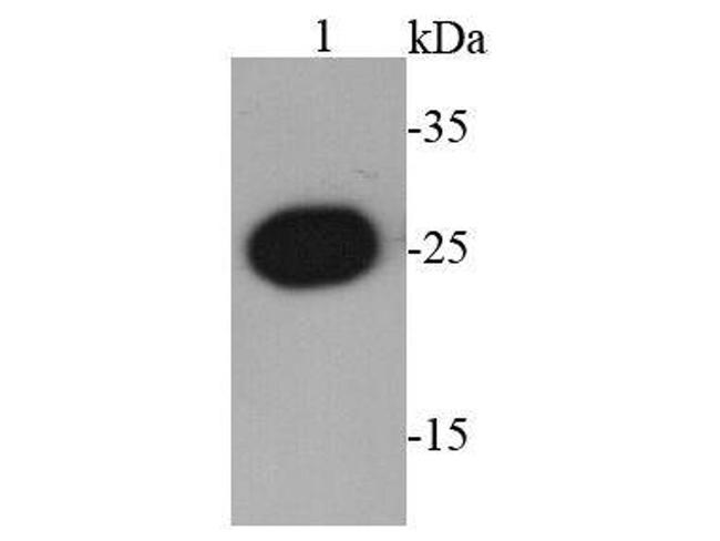 GST Antibody in Western Blot (WB)