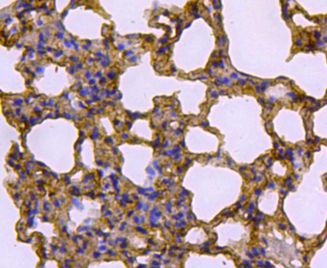 Caveolin 1 Antibody in Immunohistochemistry (Paraffin) (IHC (P))