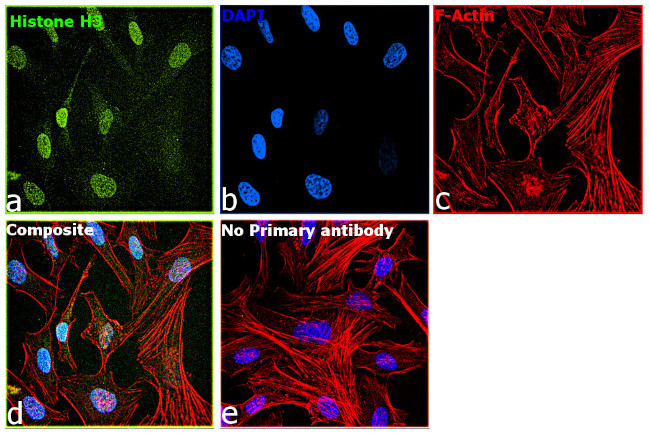 Histone H3 Antibody in Immunocytochemistry (ICC/IF)
