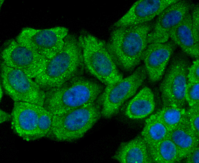 OX40 (CD134) Antibody in Immunocytochemistry (ICC/IF)