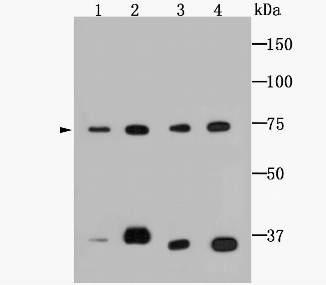 HSPA9 Antibody in Western Blot (WB)