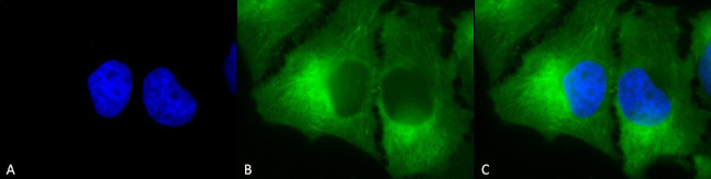 HSP90 Antibody in Immunocytochemistry (ICC/IF)