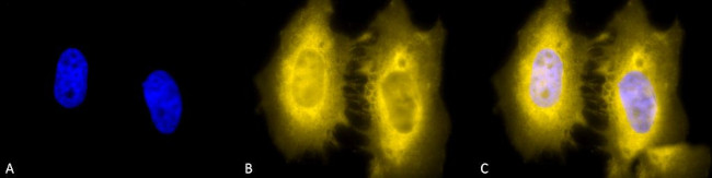 HSF2 Antibody in Immunocytochemistry (ICC/IF)