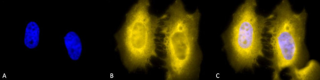 HSF2 Antibody in Immunocytochemistry (ICC/IF)