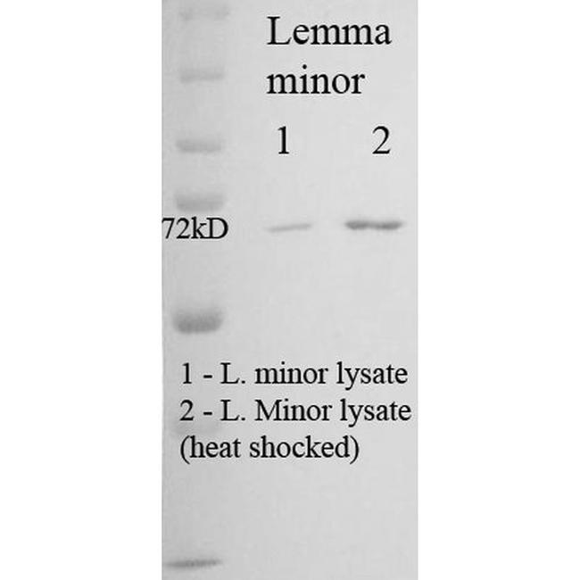 HSP70/HSC70 Antibody in Western Blot (WB)