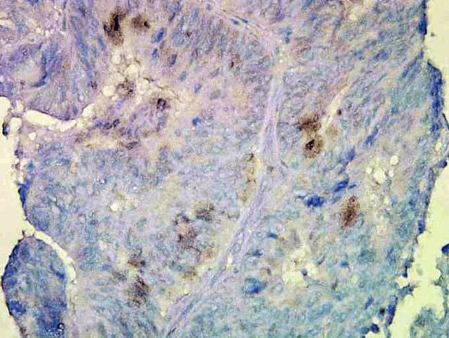 HSP90 beta Antibody in Immunohistochemistry (PFA fixed) (IHC (PFA))