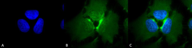 p23 Antibody in Immunocytochemistry (ICC/IF)