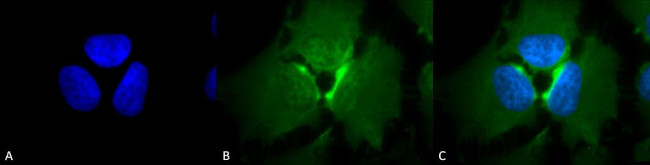 p23 Antibody in Immunocytochemistry (ICC/IF)