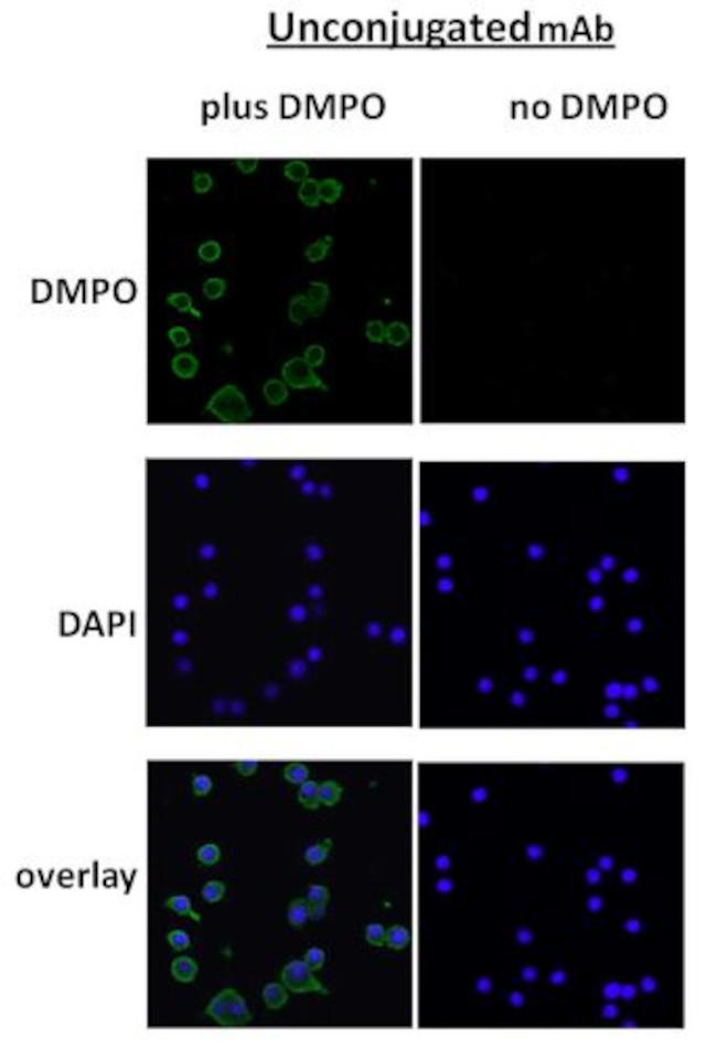 DMPO Antibody in Immunocytochemistry (ICC/IF)