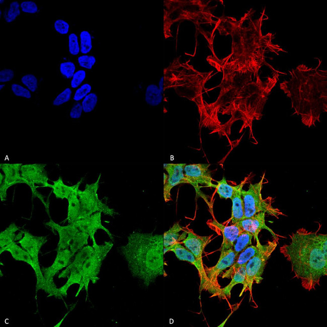 AHA1 Antibody in Immunocytochemistry (ICC/IF)
