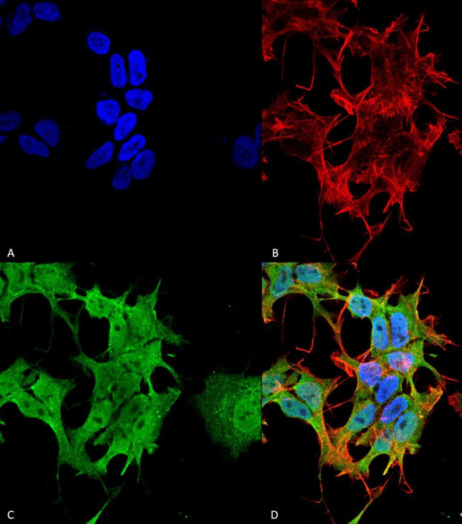 AHA1 Antibody in Immunocytochemistry (ICC/IF)