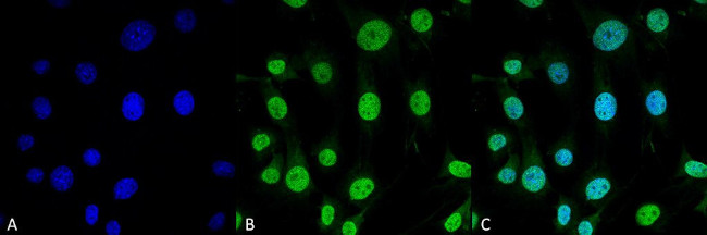 TRAP1 Antibody in Immunocytochemistry (ICC/IF)