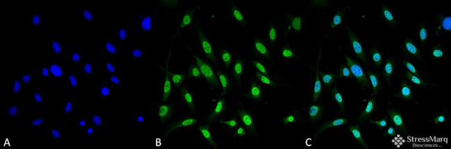 GRP78 Antibody in Immunocytochemistry (ICC/IF)