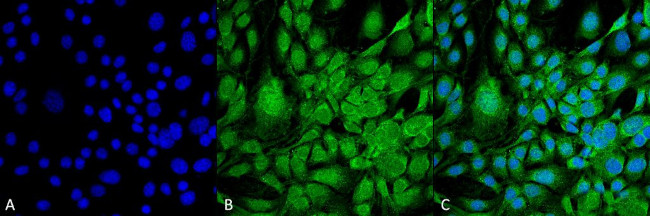 GRP78 Antibody in Immunocytochemistry (ICC/IF)