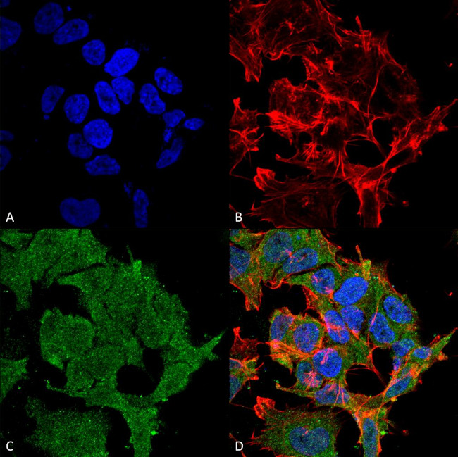 SHANK2 Antibody in Immunocytochemistry (ICC/IF)
