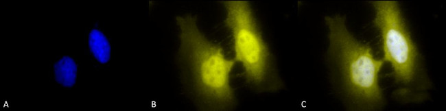 HSF1 Antibody in Immunocytochemistry (ICC/IF)