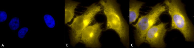TCP1 Antibody in Immunocytochemistry (ICC/IF)