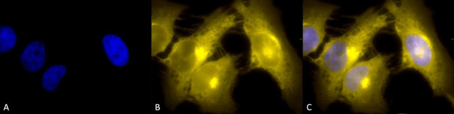 TCP1 Antibody in Immunocytochemistry (ICC/IF)