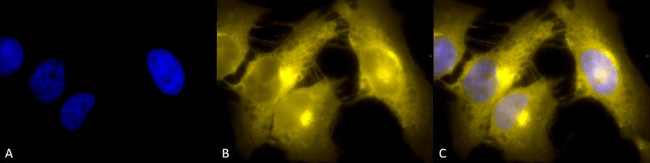 TCP1 Antibody in Immunocytochemistry (ICC/IF)